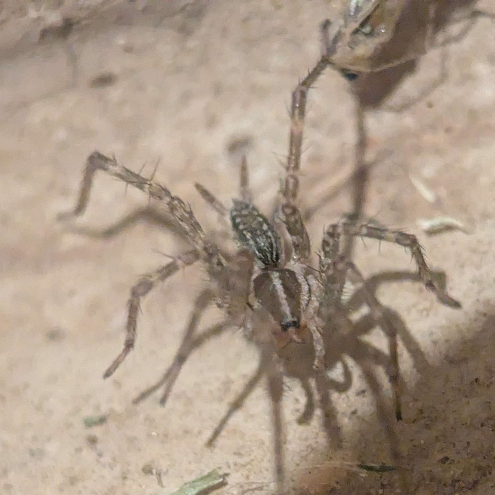 Picture of Barronopsis stephaniae